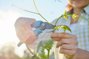 The Power of Positivity: How to Cultivate an Optimistic Mindset